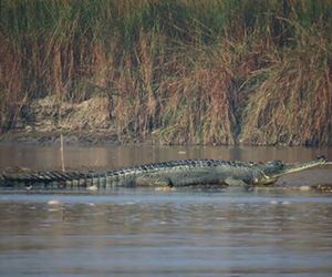 Gharial Conservation